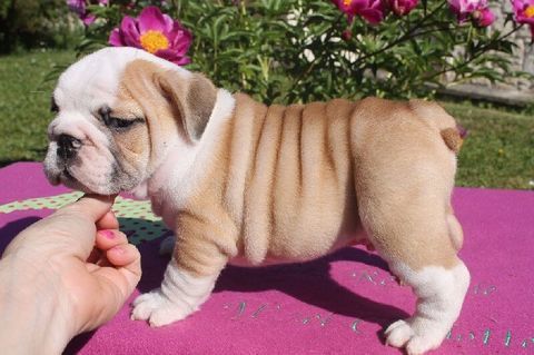 chiots Bulldog anglais LOF excellent lign&eacute; 1000 67000 Strasbourg