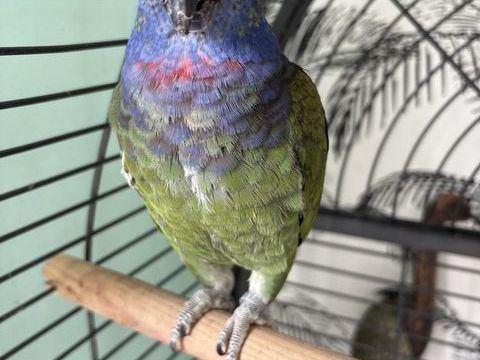 Perroquet pionus 300 35800 Dinard