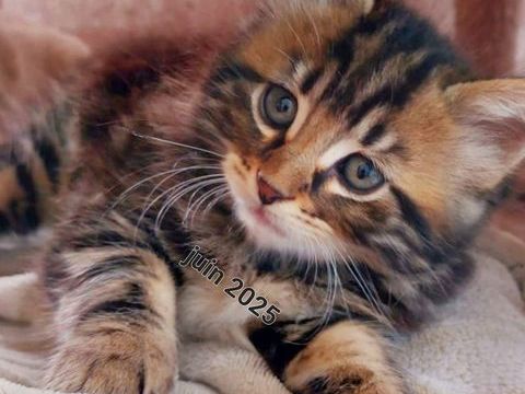 Chaton cherche famille 0 95420 Magny-en-vexin