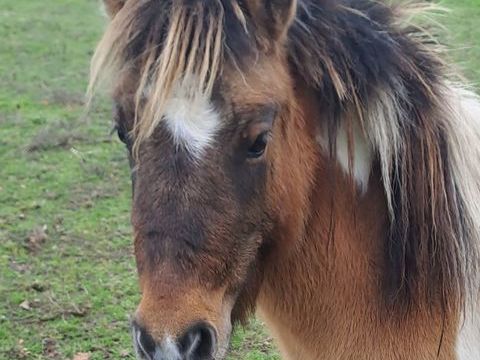 tr&egrave;s belle ponette shetland 3 ans 1500 72200 La fl�che