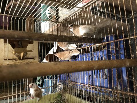 Moineaux du Japon - 2025 15 31600 Muret