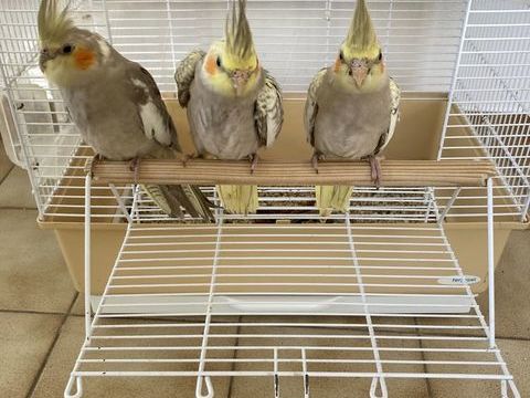 Calopsittes BB élevées à la main 110 35520 La chapelle-des-fougeretz