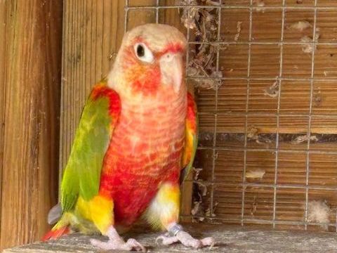 Conure Pyrrhura Molinaé 2024 EPP 170 35580 Guichen