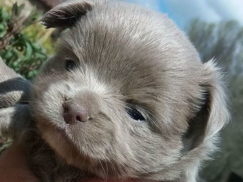 BB Chihuahua de toutes les couleurs 800 24800 Corgnac-sur-l'isle