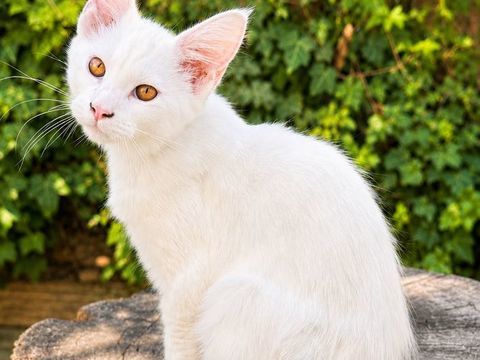 Chaton Maine Coon male LOOF polydactyle 1200 13400 Aubagne