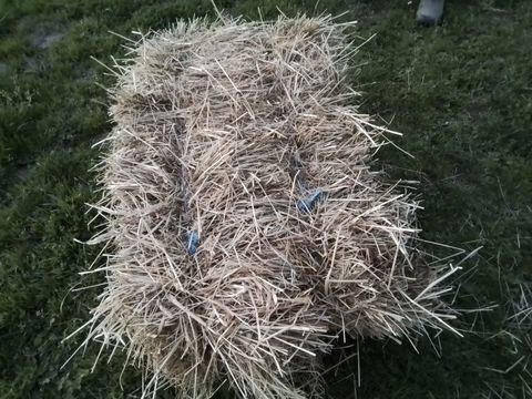 Foin 3 82400 Saint-vincent-lespinasse