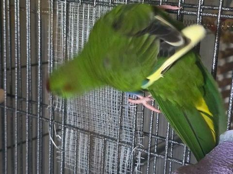 3 kakarikis a c&eacute;der, 2 m&acirc;le et une femelle 90 65000 Tarbes
