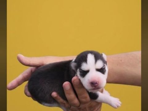 Chiot husky 0650891761 600 33860 Marcillac