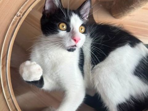 Arthur un amour de chaton 180 92000 Nanterre