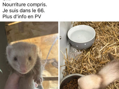 Furette &agrave; adopter 350 66000 Perpignan