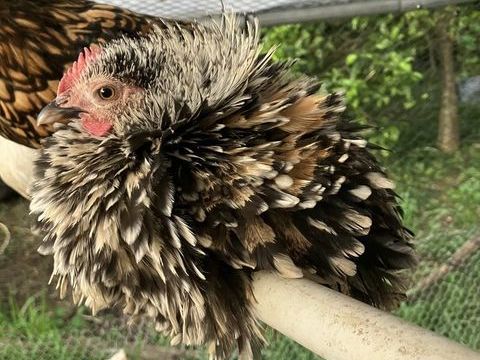 Lot coq poule poussin 75 97410 Saint-pierre