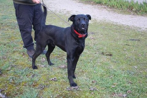 Chien SONY &agrave; l adoption 250 47160 Caubeyres