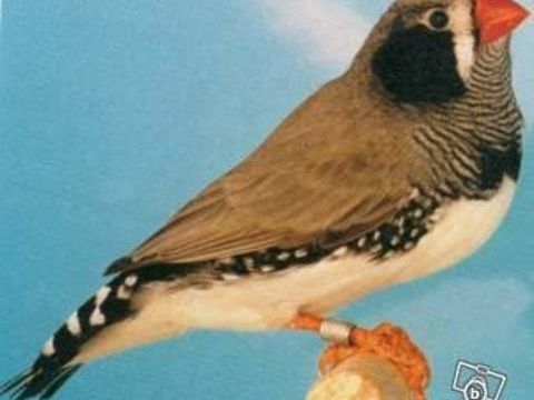 MANDARIN 0 59480 La basse