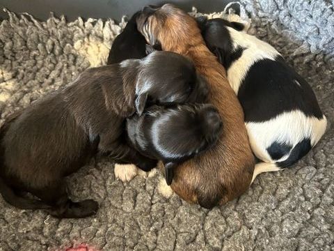 A r&eacute;serv&eacute; bichon havanais femelle 1250 85220 La chapelle-hermier