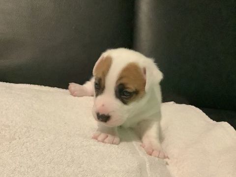 Magnifique m&acirc;le jack Russell 890 06590 Th�oule-sur-mer