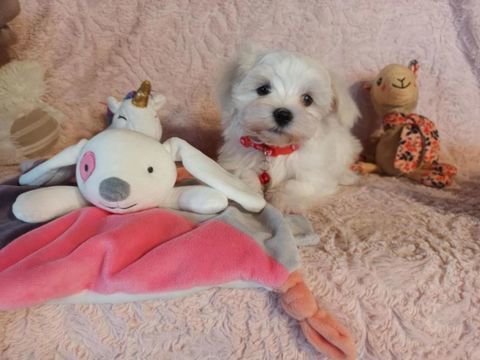 Chiots Bichon Maltais 1100 62500 Clairmarais