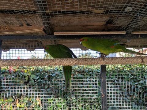 kakariki m&acirc;les et femelle de 2025 30� + mandarins m&acirc;les 8� 30 85310 La chaize-le-vicomte