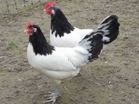 Poule et coq vorwerk ou lakenfelder :-) 39 77540 Courpalay