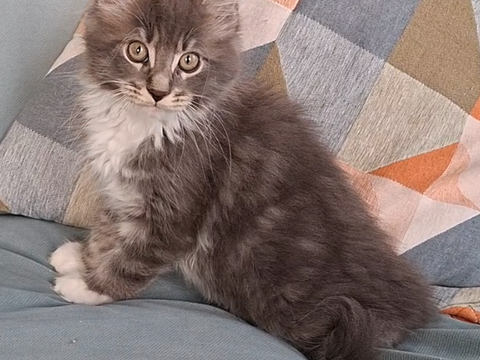chaton m&acirc;le Maine Coon LOOF 950 83000 Toulon
