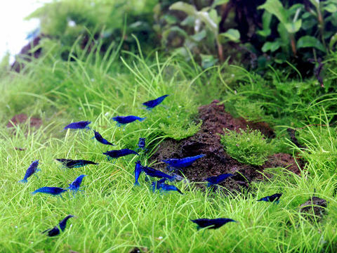 Crevettes bleues 3 06000 Nice