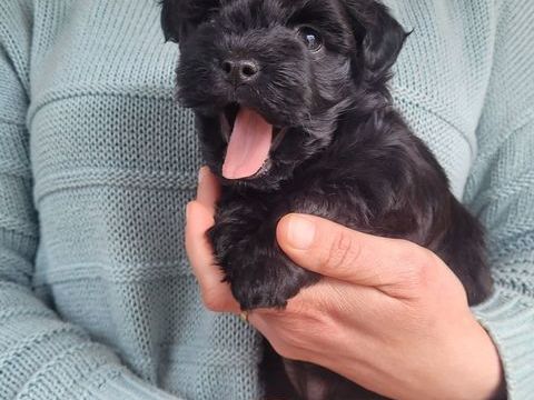 Chiots bichon havanais  950 24000 P�rigueux