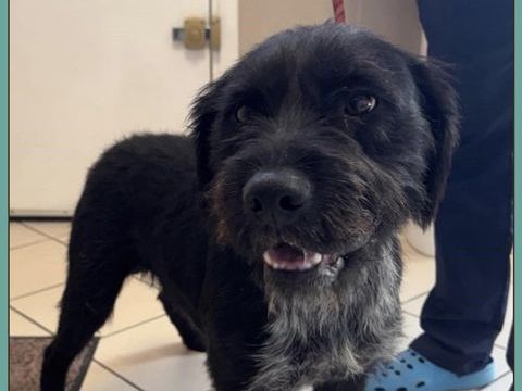 VADOR m&acirc;le type griffon 1 an 250 17360 Saint-aigulin