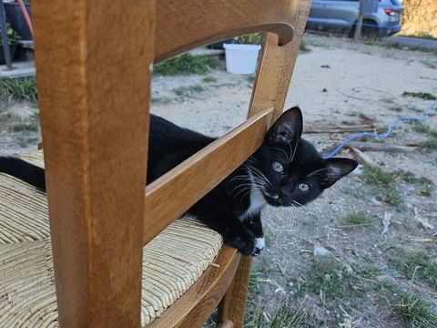 Adorables chatons sociables. 0 63390 Espinasse