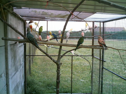 perruches 10 27220 Chavigny-bailleul