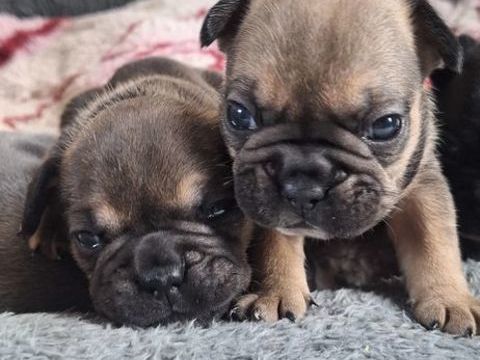  bouledogue fran&ccedil;ais exotique  0 22200 Plouisy