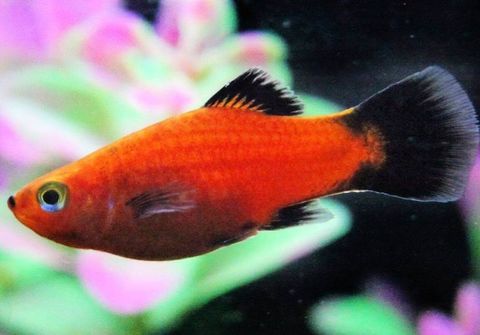 Alevins ou juveniles platy. 0 63000 Clermont-ferrand