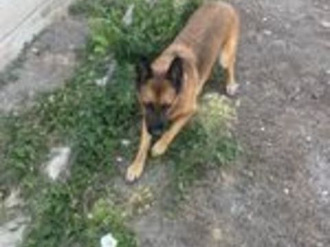   Don Berger Allemand  mal et malinois croisée femelle  