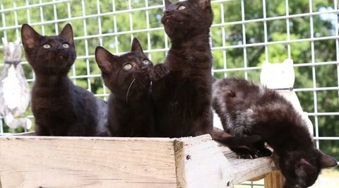 AKOYA, MELO, LAO TZU ET MALABAR 250 47500 Sauveterre-la-l�mance