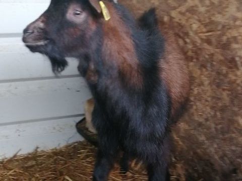 Jeune Bouc Alpin 70 79800 Pamproux