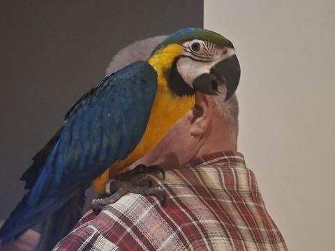 Perroquet Bleu et Jaune EAM 2025 1400 82710 Bressols