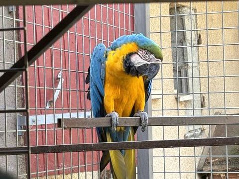 Cherche refuge pour oiseaux 1 24100 Bergerac