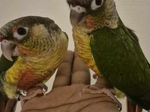 Conure molinae eam 180 95190 Goussainville