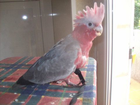 Couple rosalbin 1600 46340 Salviac