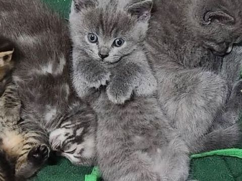 Chaton british 600 01150 Lagnieu