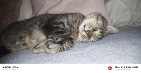 Don chat 0 44600 Saint-nazaire