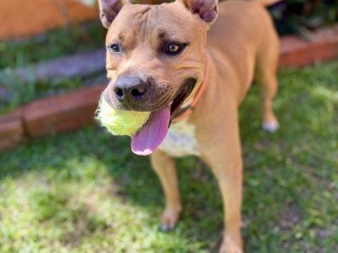 Omy, m&acirc;le crois&eacute; berger, n&eacute; le 31/01/2024🐶 380 60000 Allonne