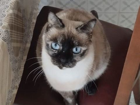 ALMA 220 27620 Gasny