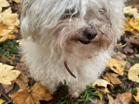 donne bichon cause d&eacute;part 0 91320 Wissous