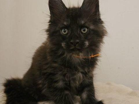 Maine coon Loof 1500 13390 Auriol