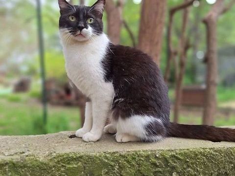 ANTON 200 26700 Pierrelatte