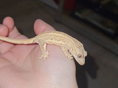 Gecko &agrave; cr&ecirc;te juv&eacute;nile 120 95150 Taverny