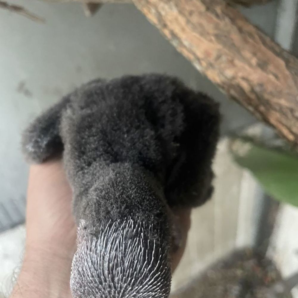   Bébé electus  