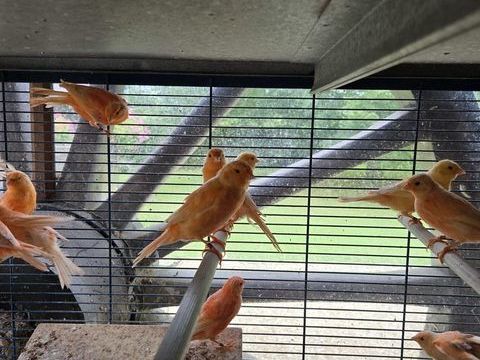 Canaris rouges 25 28240 Saint-maurice-saint-germain