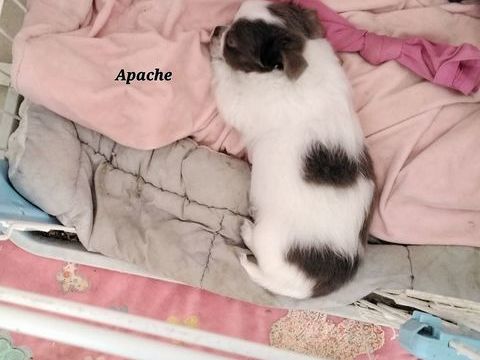 Chiots Chihuahuas 650 30340 Rousson