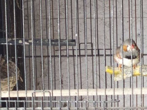 mandarin male 0 85280 La ferri�re