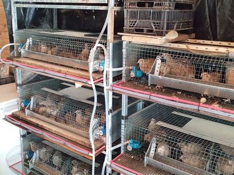 cage pour cailles
100 81440 V�n�s